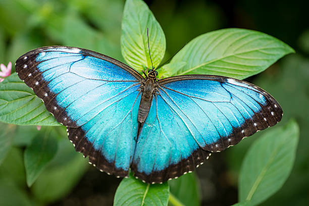 Mavi kelebekler