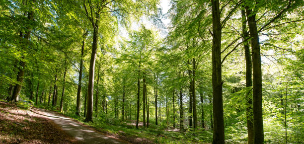 Ormanlar oksijen kaynağımızdır