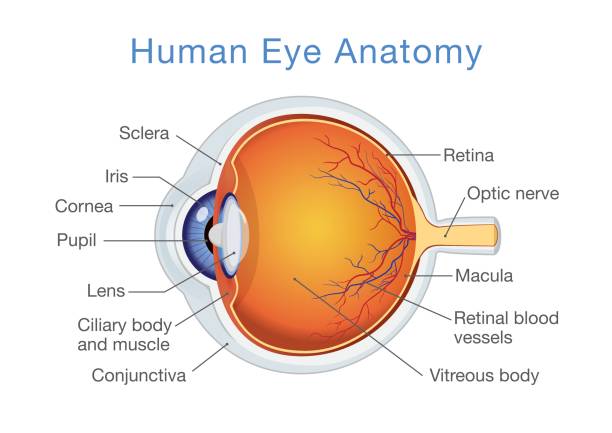 Göz Anatomimiz