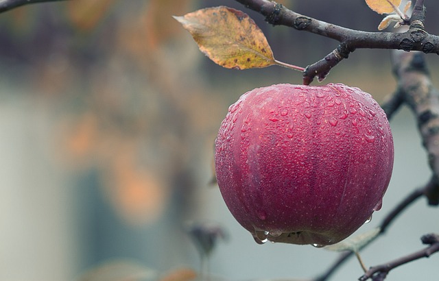 Kasım ayı elma zamanı