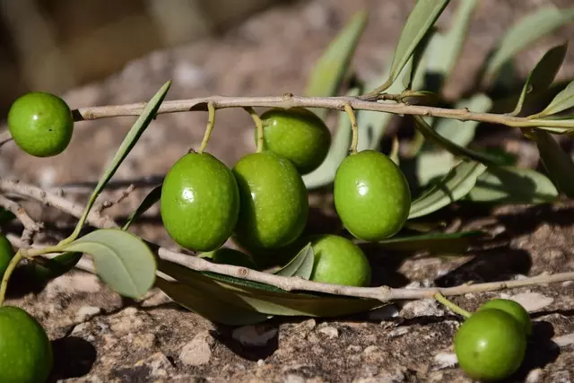 Zeytin Hasat Festivali düzenleniyor